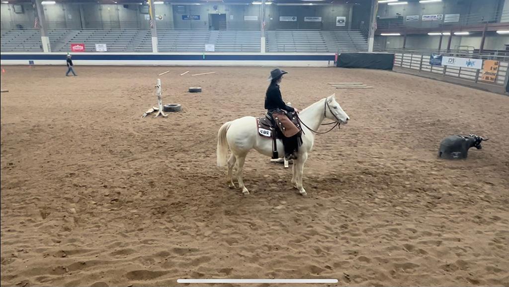 Girl on a white horse in an indoor rodeo area, roping a practice cow